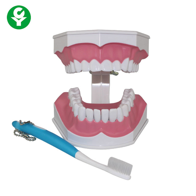 मानव दांत मॉडल डेंटल छात्रों के लिए टूथ ब्रश शिक्षा का प्रदर्शन