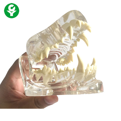 एनाटॉमी डॉग खोपड़ी जबड़ा हड्डी पारदर्शी / डेंटल डॉग दांत मॉडल पीवीसी सामग्री