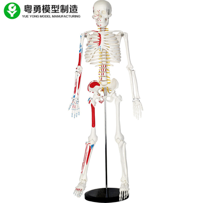 मांसपेशियों के साथ प्लास्टिक जीवन आकार मानव कंकाल मॉडल 85 सेमी 2.0 किलोग्राम वजन