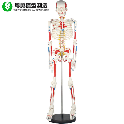 वयस्क मानव शरीर कंकाल मॉडल / मानव मांसपेशियों और कंकाल शारीरिक रचना मॉडल