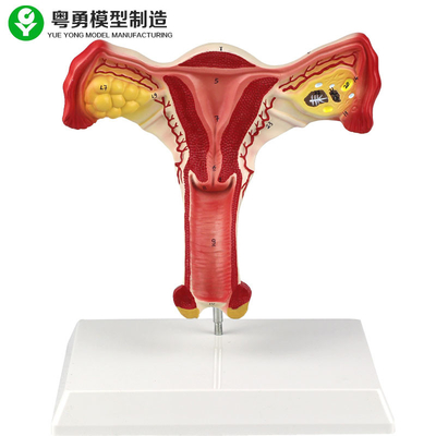 मानव गर्भाशय अंडाशय महिला शारीरिक मॉडल योनि छात्रों को सीखना