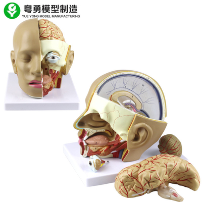 मस्तिष्क के साथ प्लास्टिक एनाटॉमी खोपड़ी मॉडल / पीवीसी मानव सिर एनाटॉमी मॉडल