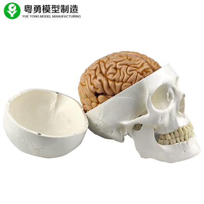 जीवन आकार मानव खोपड़ी प्रतिकृति सहित 8 भागों चिकित्सा शिक्षण वियोज्य मस्तिष्क